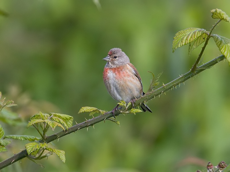 Carduelis cannabina Kneu Linnet